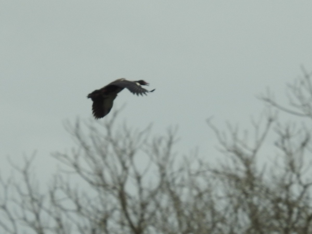 Spur-winged Goose - ML615547632