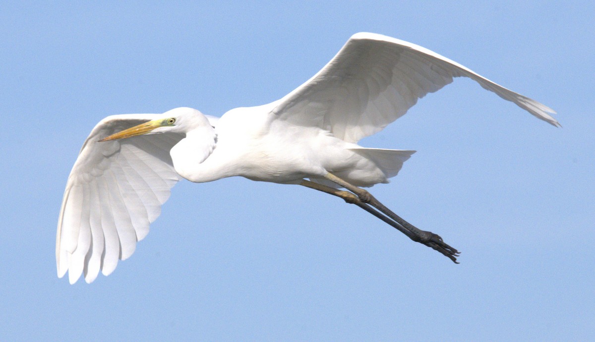 Great Egret - ML615547670