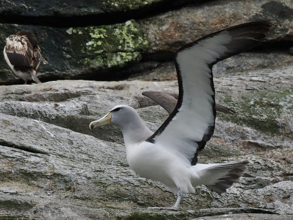 albatros snarský - ML615547674