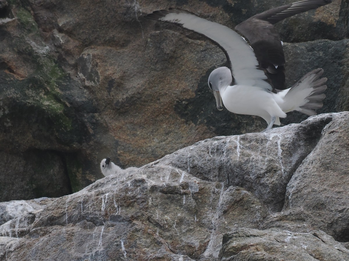 albatros snarský - ML615547675