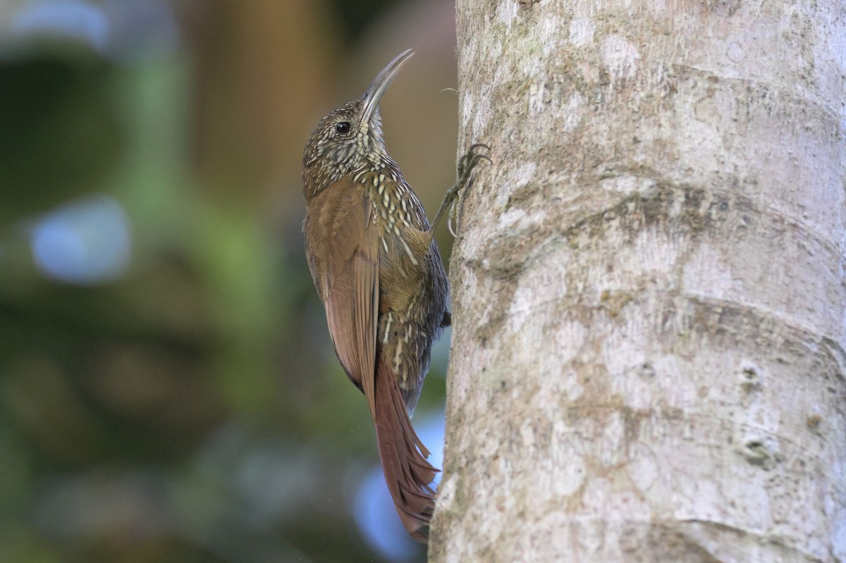 Montane Woodcreeper - ML615547705