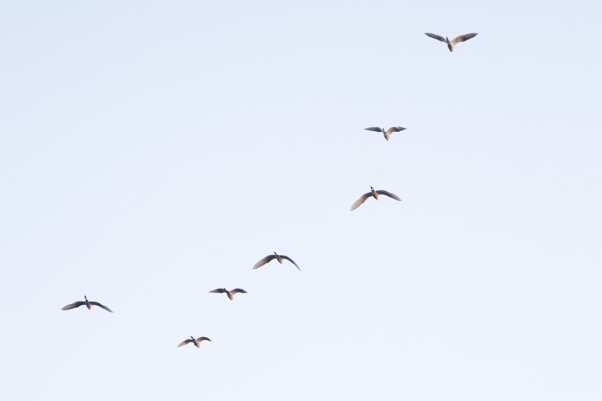 Чапля єгипетська (підвид ibis) - ML615547781