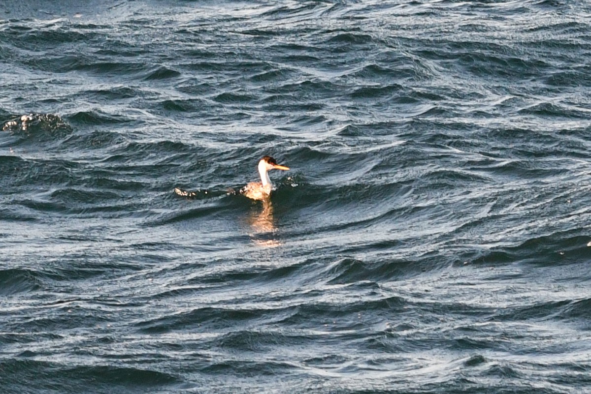 Western Grebe - ML615547803