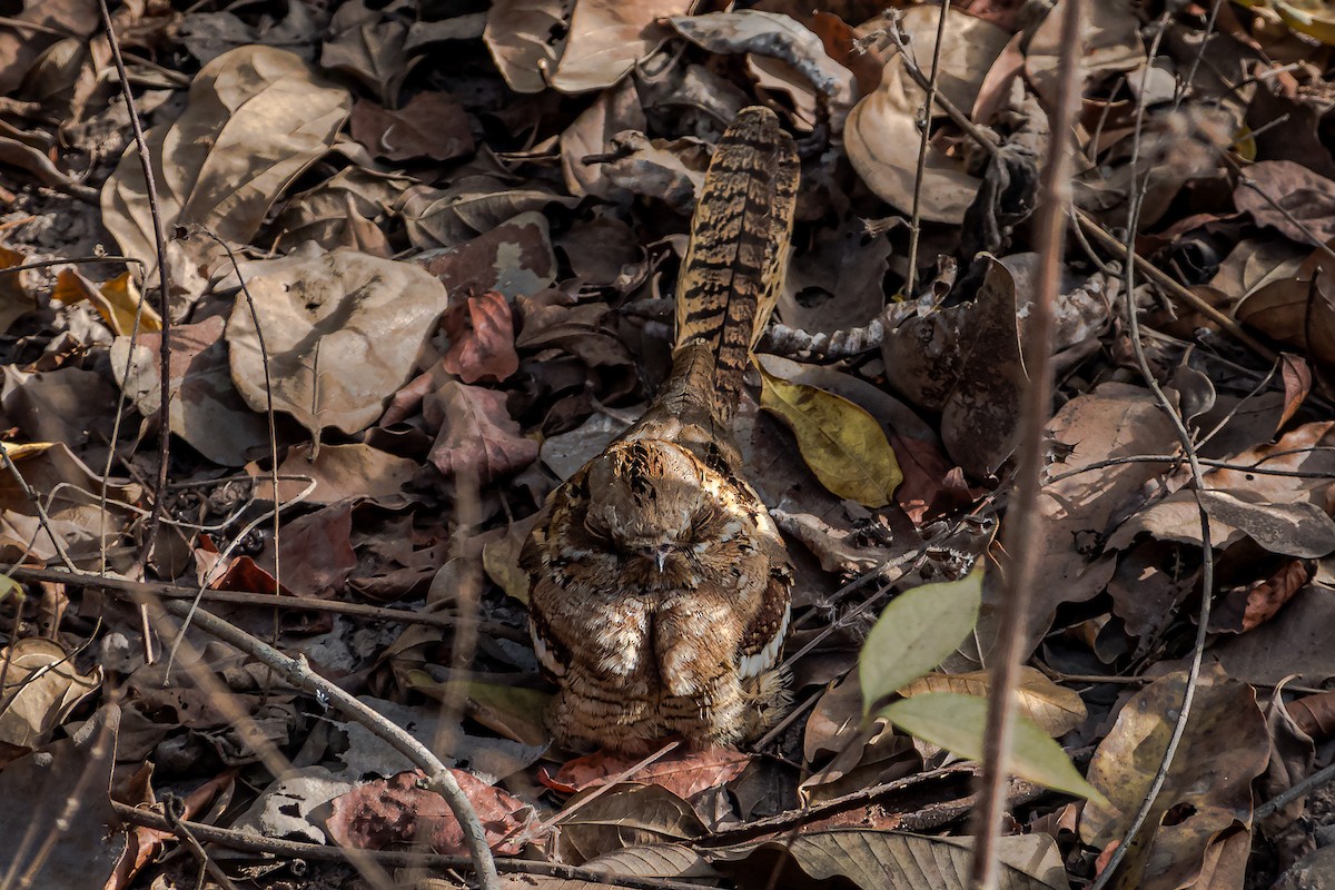 Long-tailed Nightjar - ML615547804