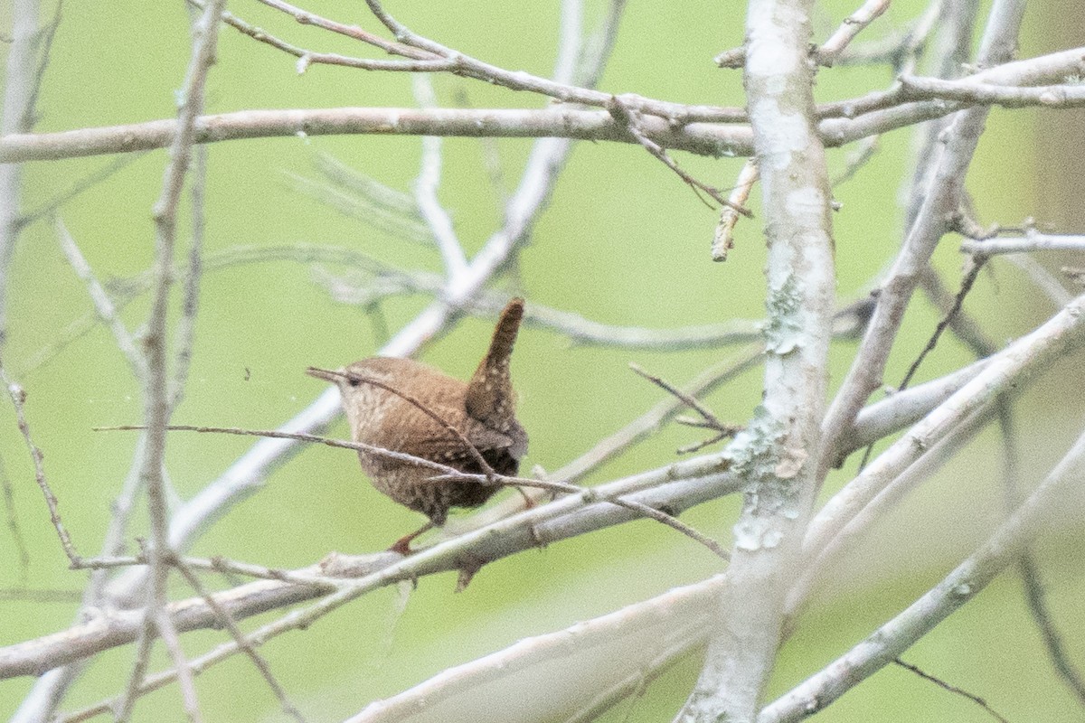 Winter Wren - ML615547810