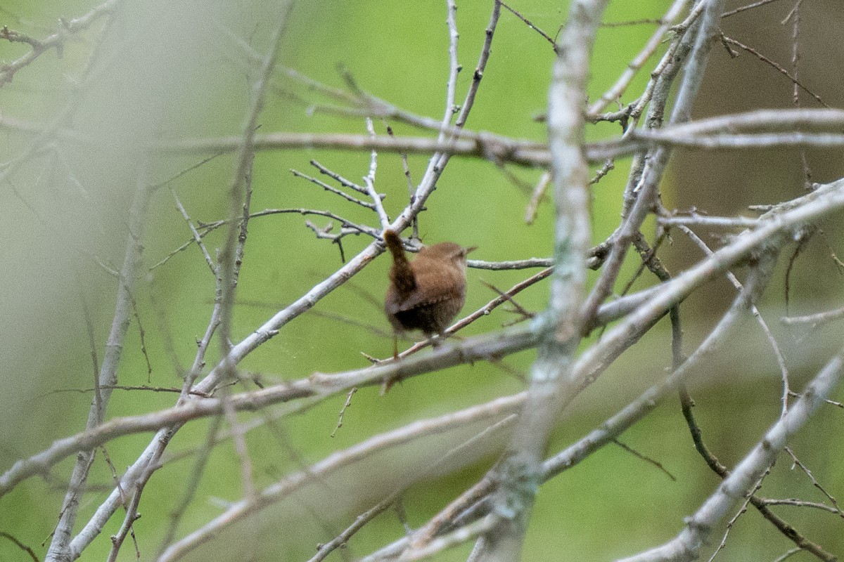 Winter Wren - ML615547811