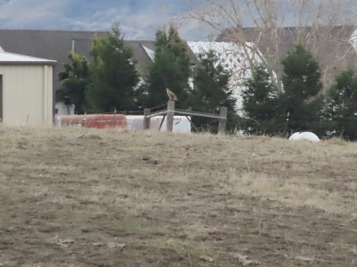 Ferruginous Hawk - ML615547820