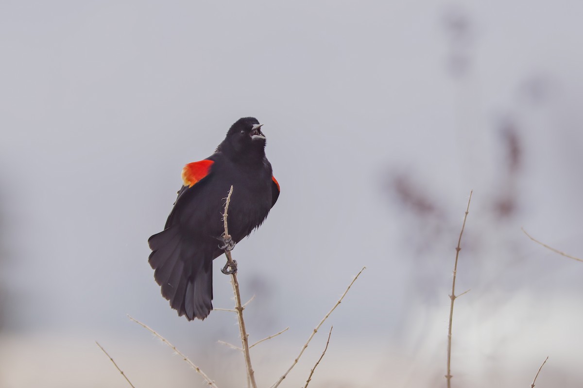 Red-winged Blackbird - David Guertin