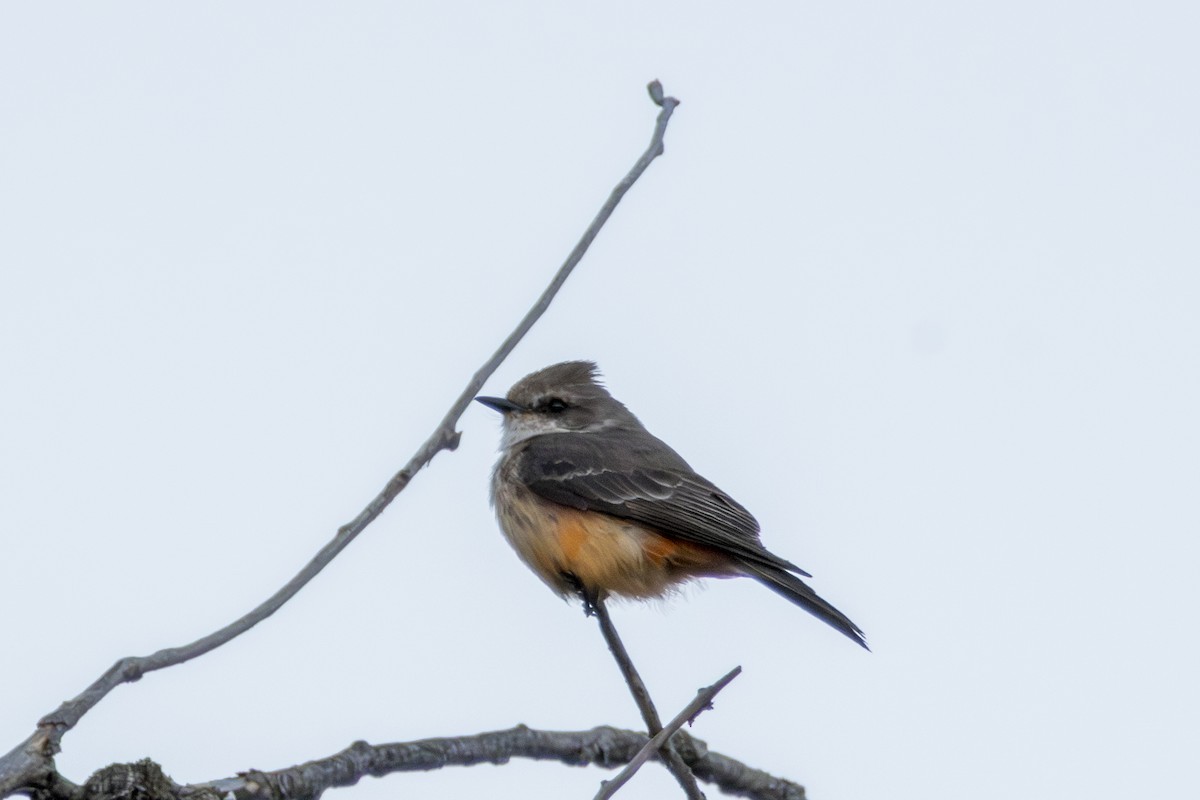 Vermilion Flycatcher - ML615547839