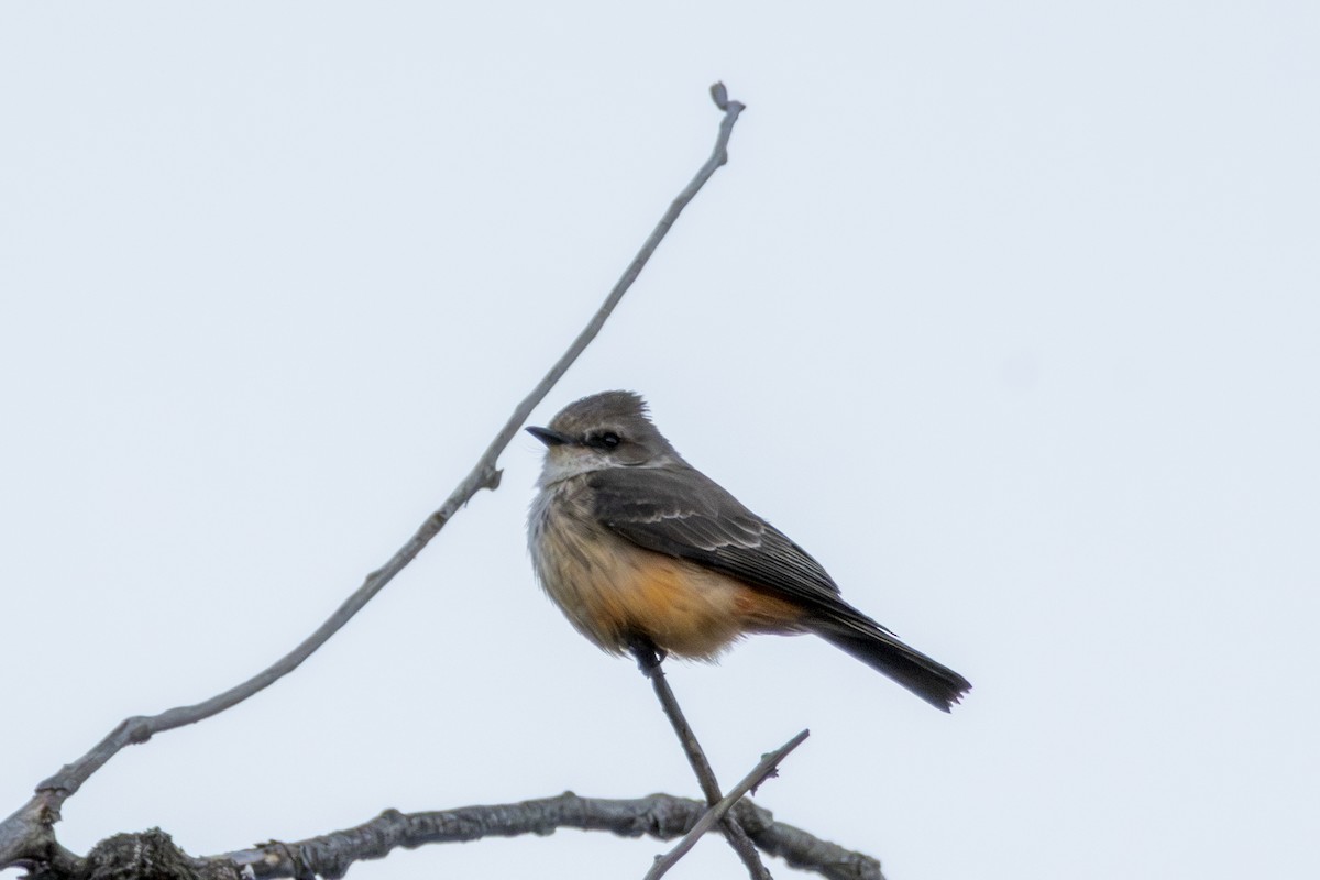 Vermilion Flycatcher - ML615547840