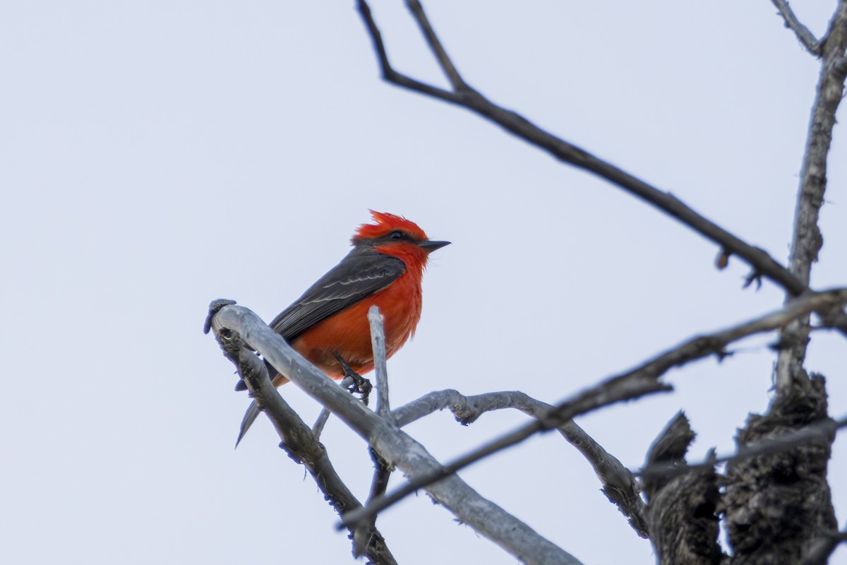 Vermilion Flycatcher - ML615547842