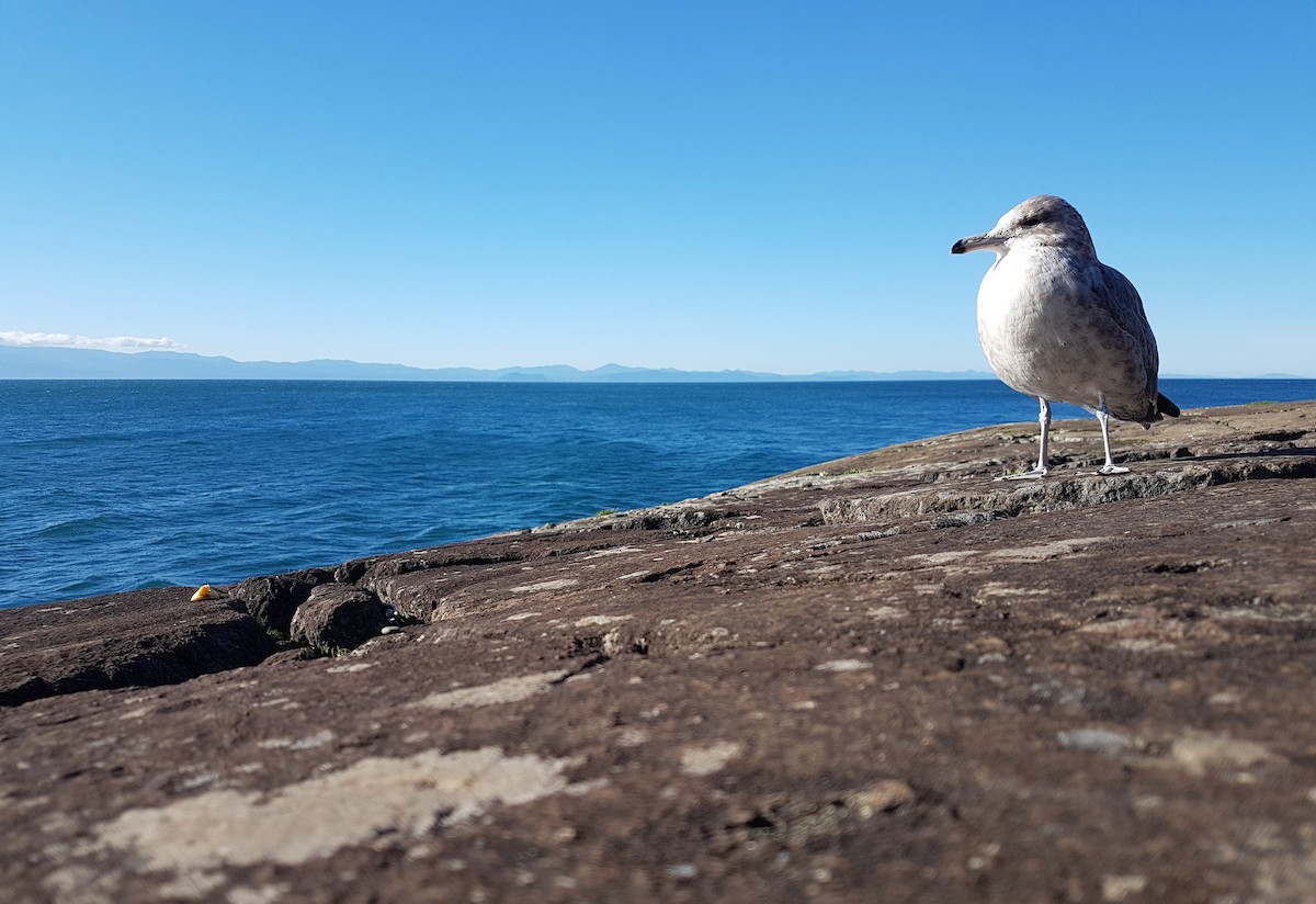 California Gull - ML615547847