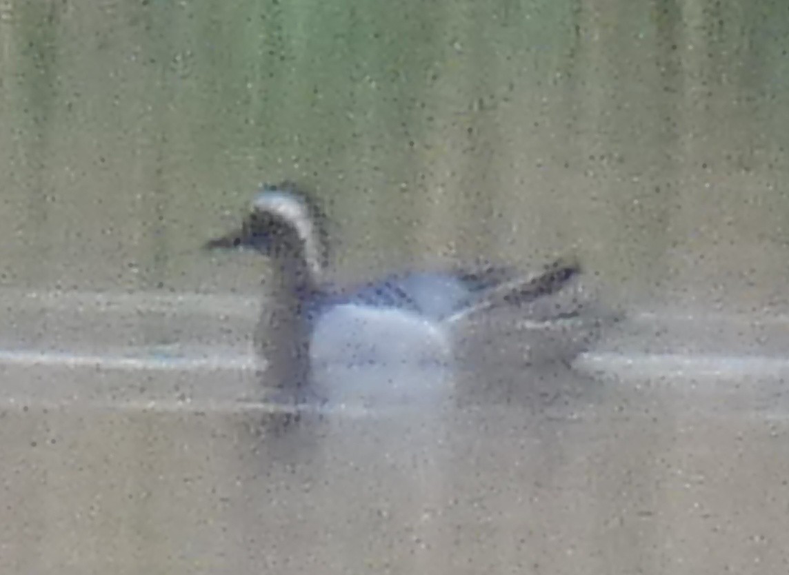 Garganey - ML615547849