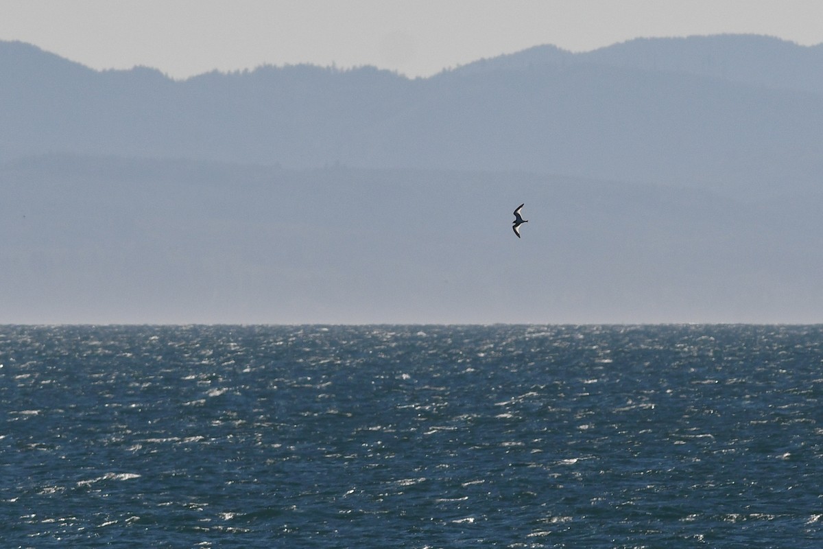 Sabine's Gull - ML615547867