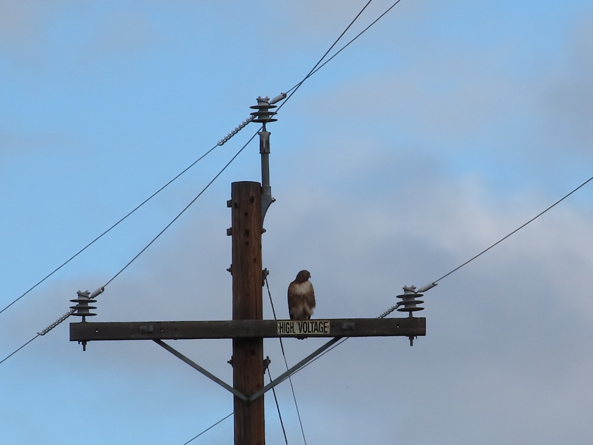 Red-tailed Hawk - ML615547881