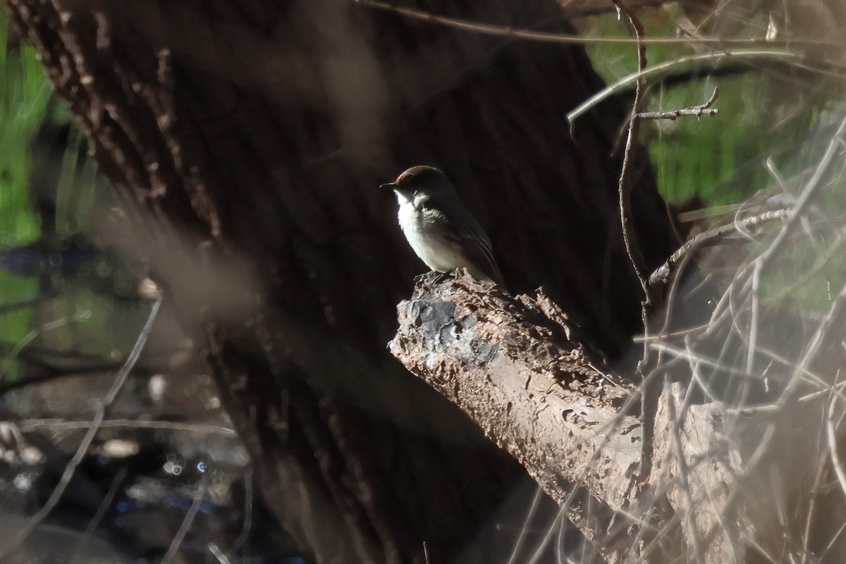 Moucherolle phébi - ML615547884