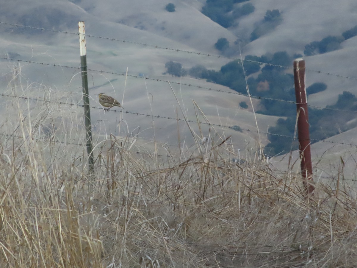 Western Meadowlark - ML615547899