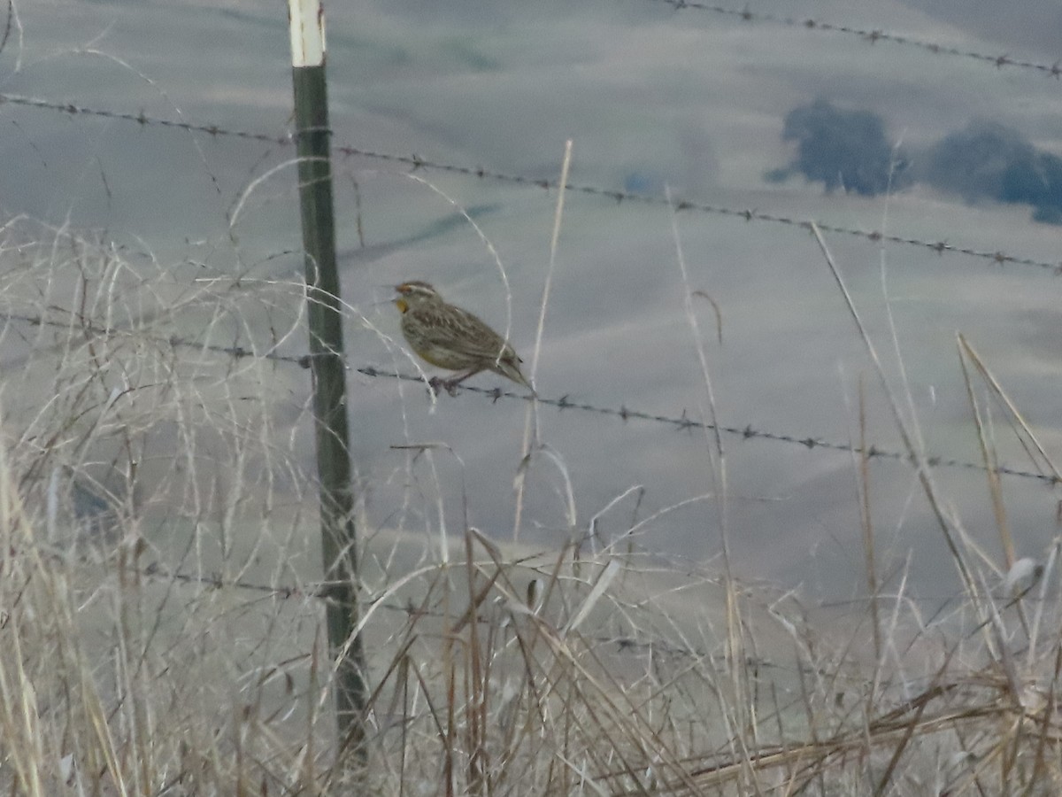 Western Meadowlark - ML615547916