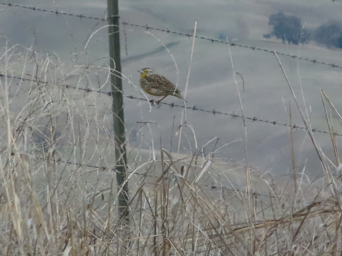 Western Meadowlark - ML615547945