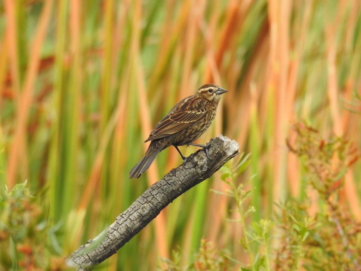 Red-winged Blackbird - Michael Weisensee