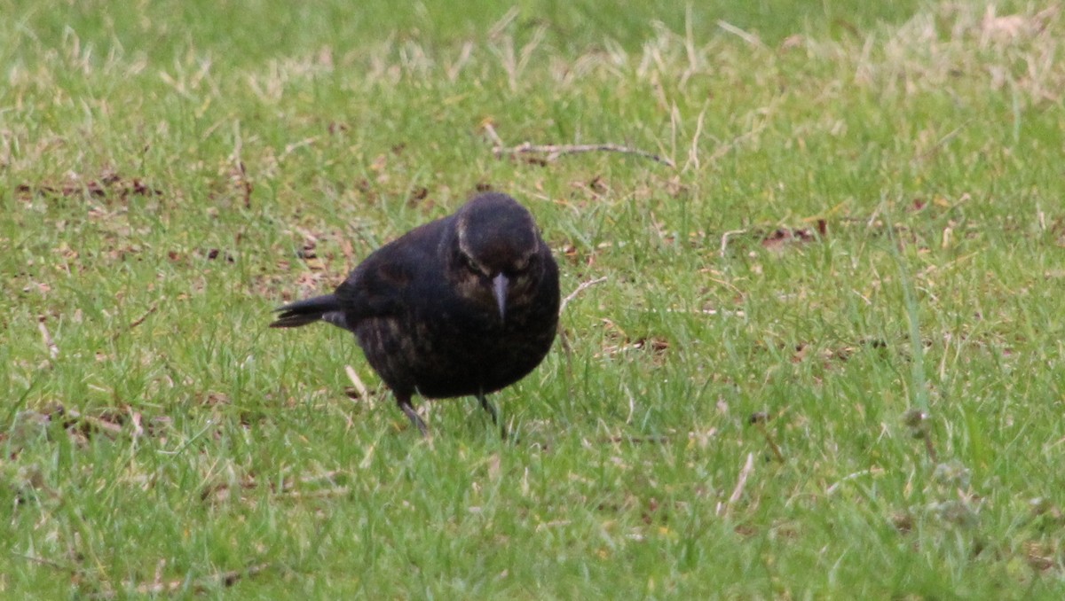 Rusty Blackbird - ML615548005