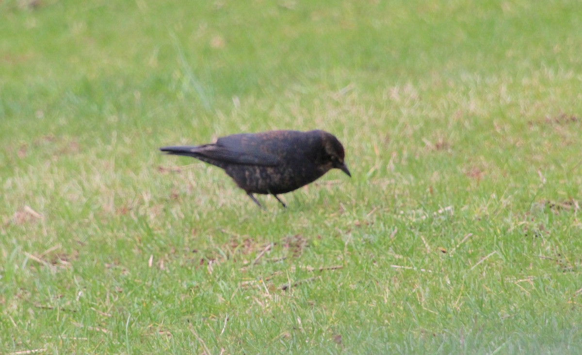 Rusty Blackbird - ML615548006