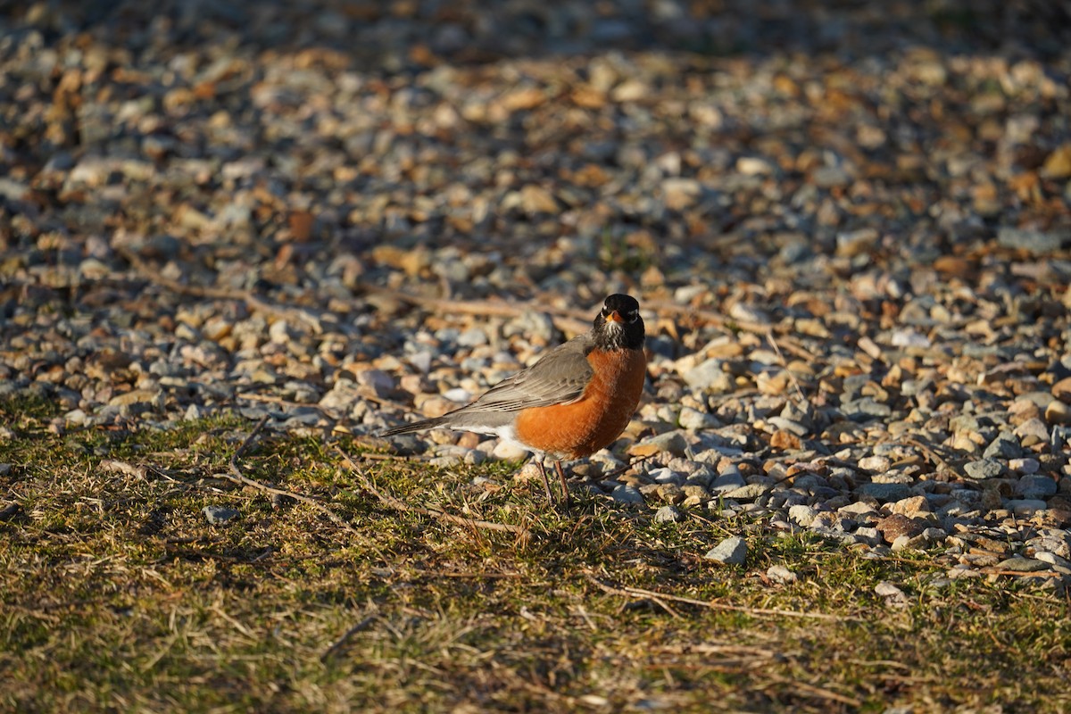 American Robin - ML615548019