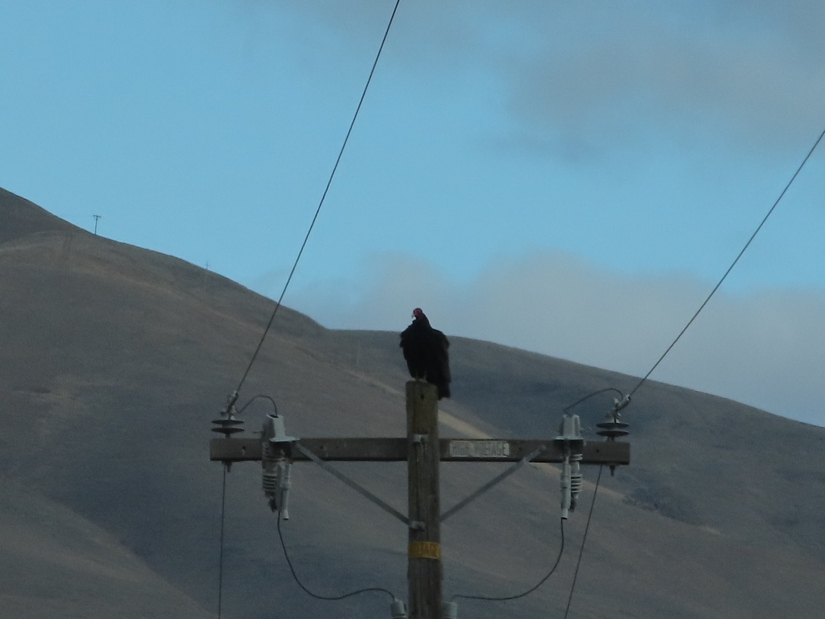 kondor krocanovitý - ML615548029