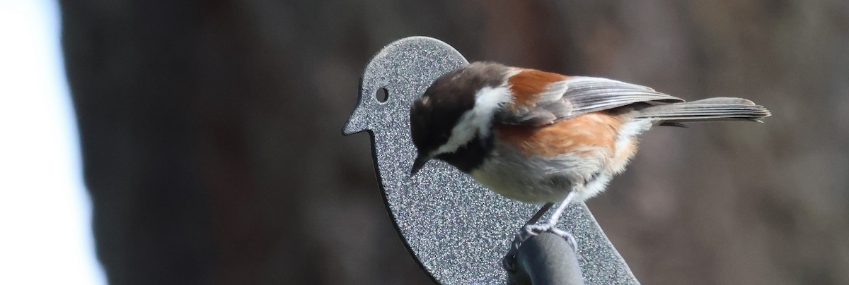 Chestnut-backed Chickadee - ML615548045