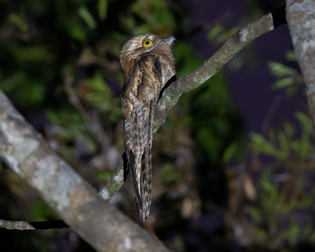 Northern Potoo - Ryan Shean