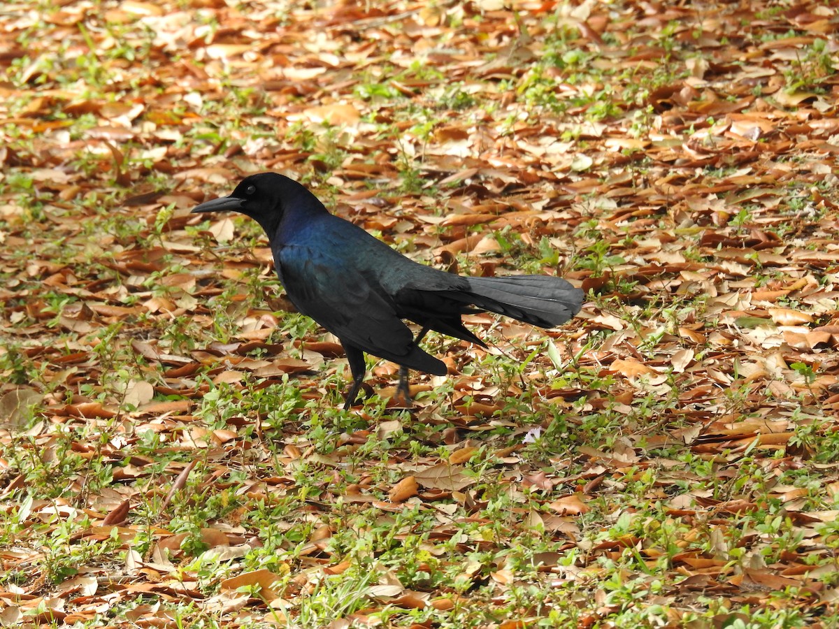 Boat-tailed Grackle - Michael Weisensee