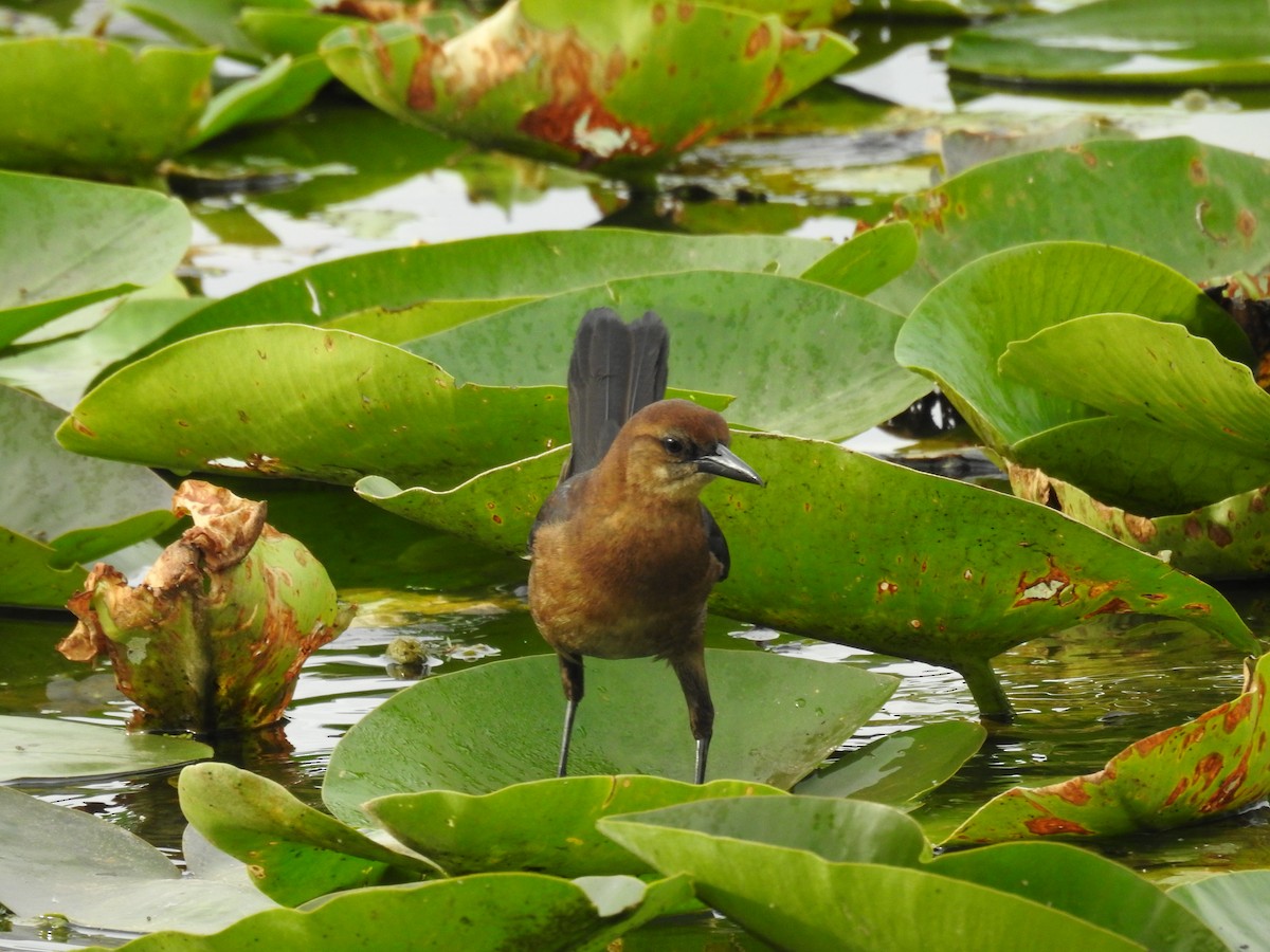 Boat-tailed Grackle - Michael Weisensee