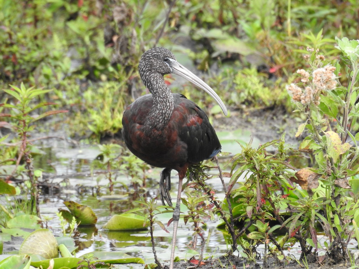 Glossy Ibis - Michael Weisensee