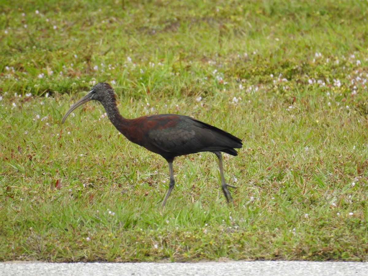 ibis hnědý - ML615548089