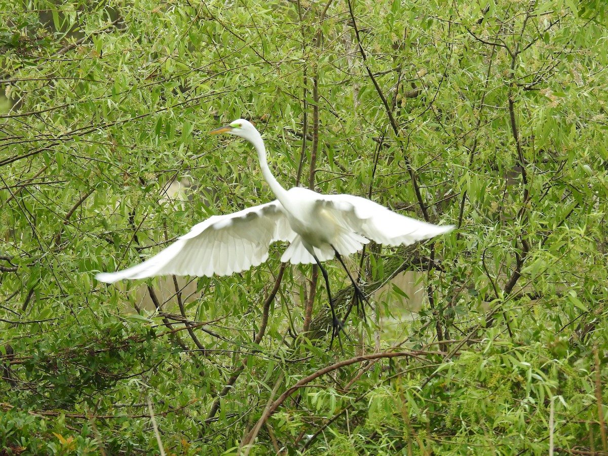 Great Egret - ML615548093