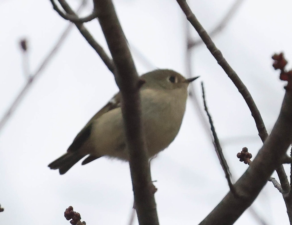 Ruby-crowned Kinglet - Erik Nielsen