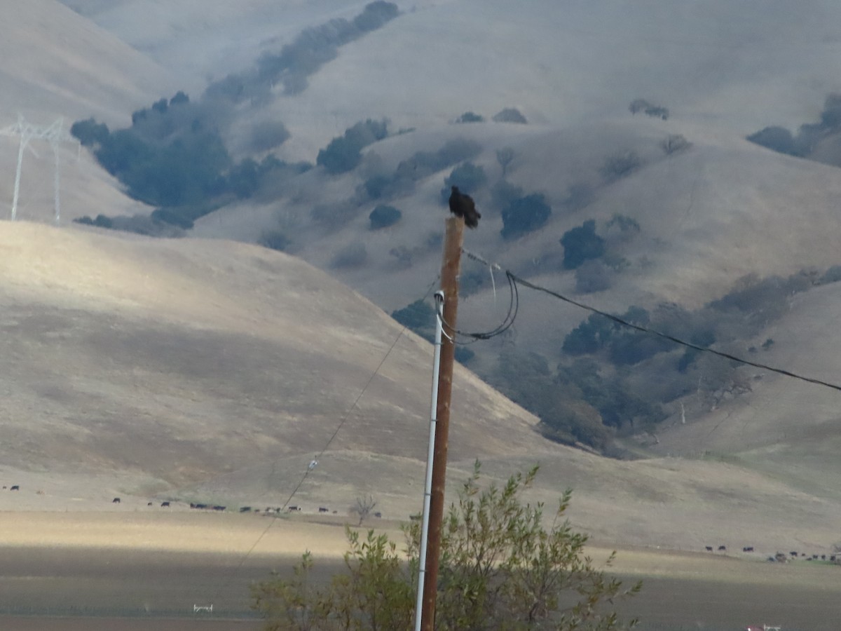 kondor krocanovitý - ML615548099