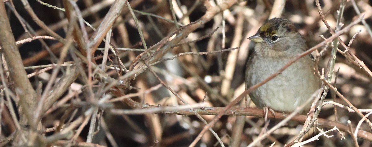 Golden-crowned Sparrow - ML615548100