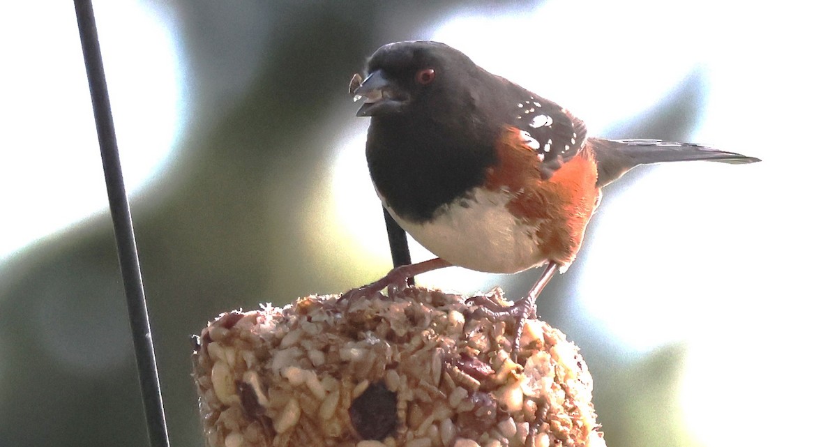 Spotted Towhee - ML615548119