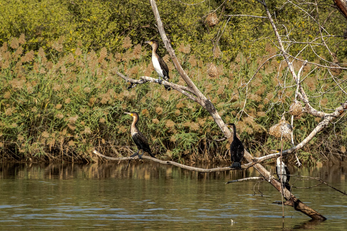 Great Cormorant (White-breasted) - Gyorgy Szimuly