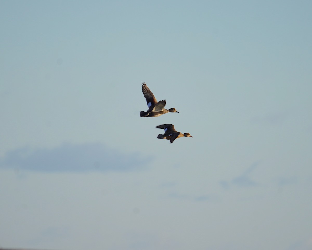 Gadwall - Louis Dentiste