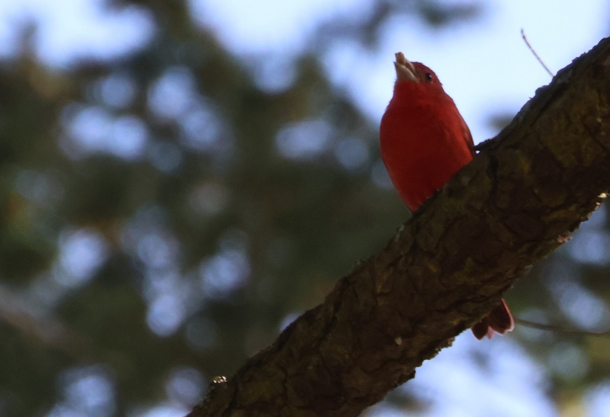 Summer Tanager - Walter Thorne