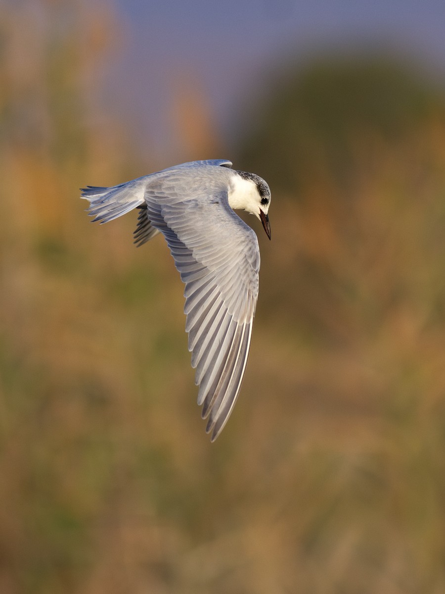 Whiskered Tern - Zsombor Károlyi