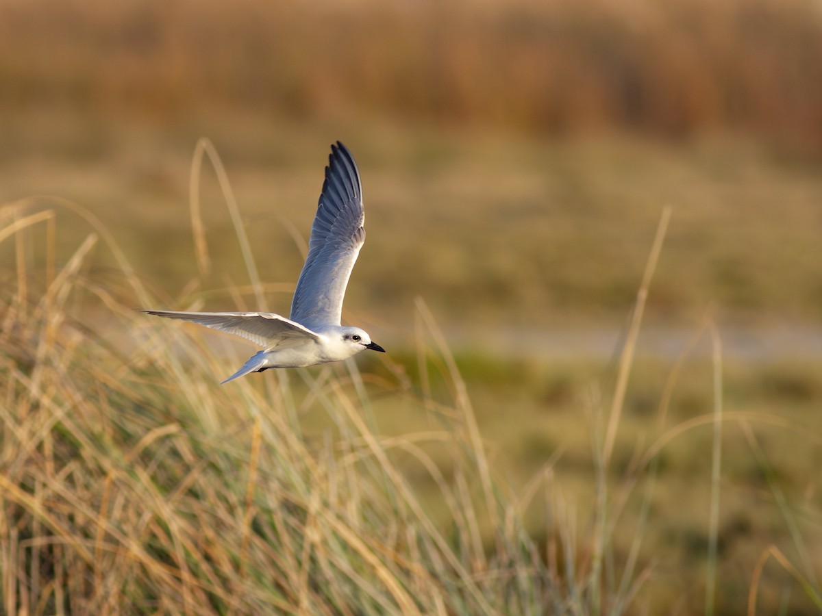 Gull-billed Tern - Zsombor Károlyi