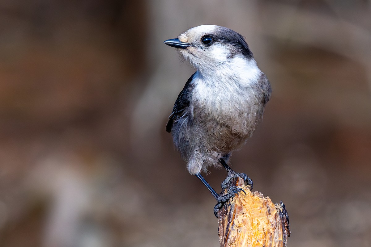 Canada Jay (Boreal) - Lance Runion 🦤