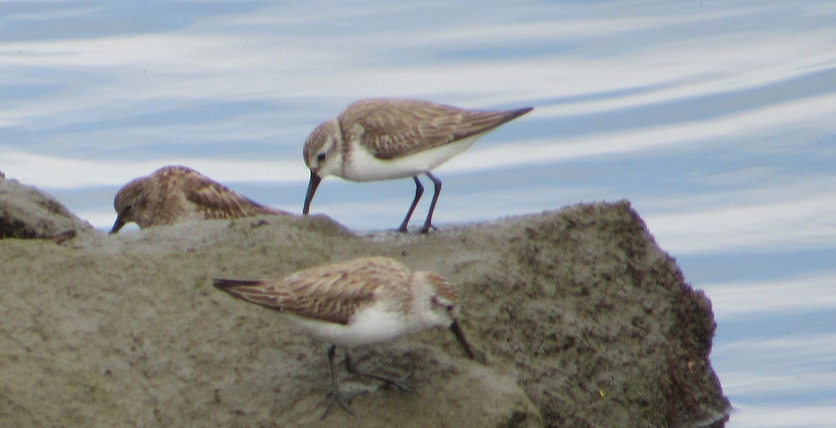 Western Sandpiper - ML615548298