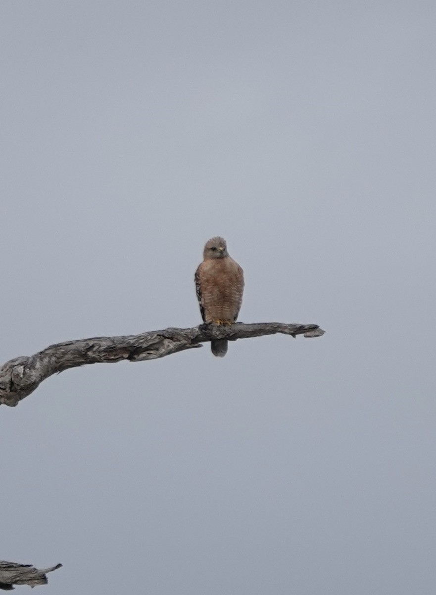 Red-shouldered Hawk - Dave Ebbitt