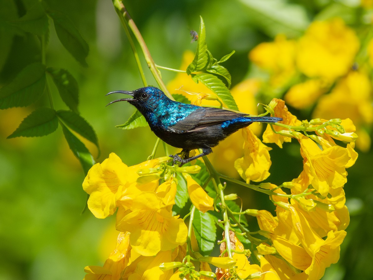 Palestine Sunbird - ML615548331