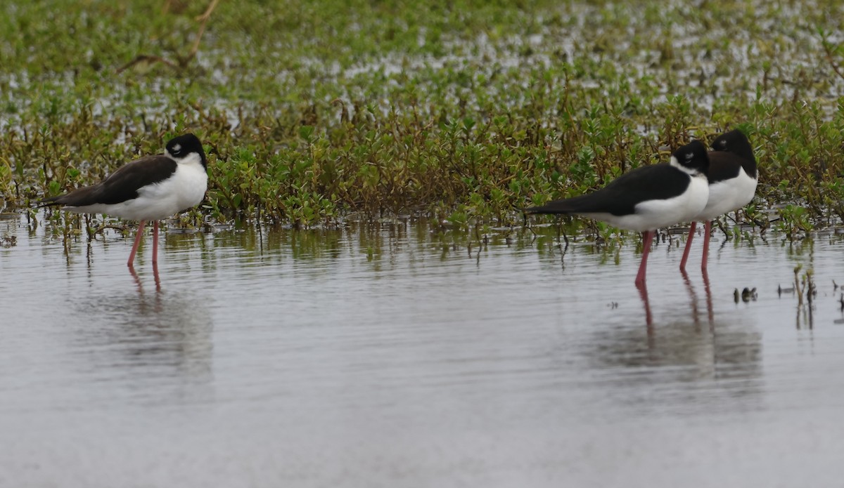 Black-necked Stilt (Hawaiian) - ML615548374