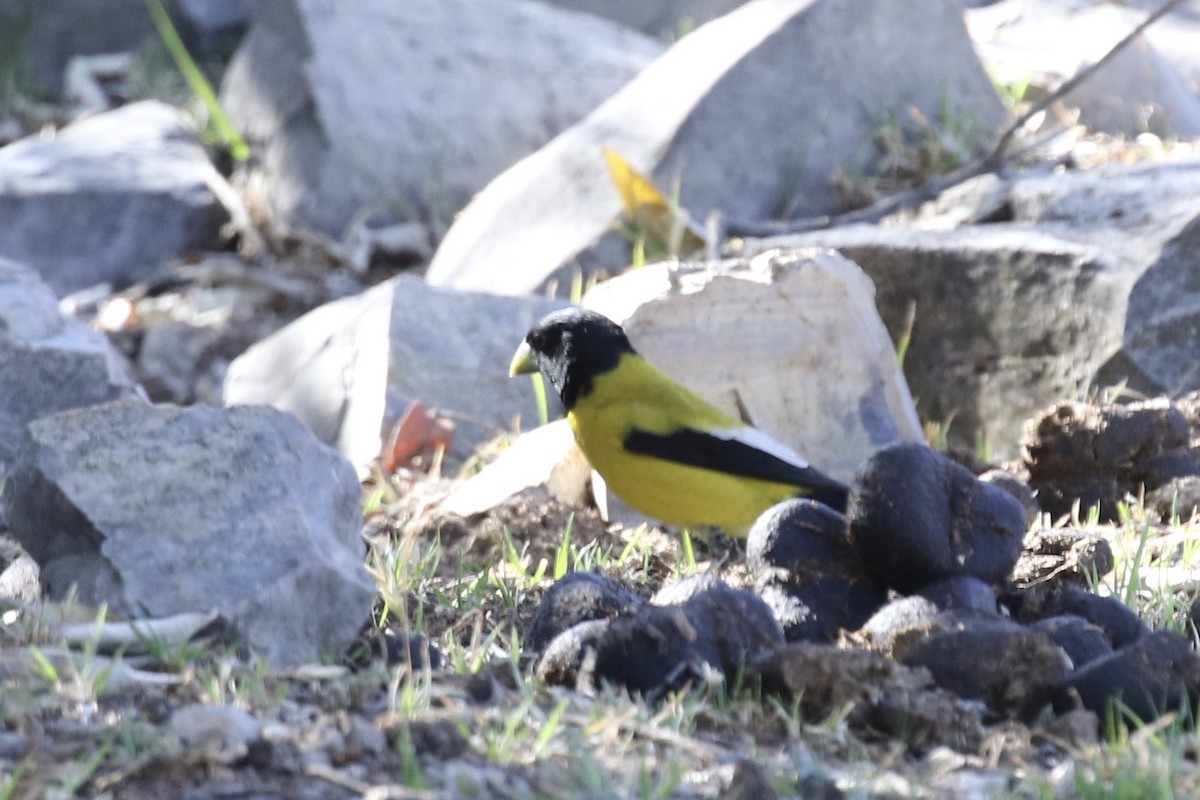 Hooded Grosbeak - ML615548382